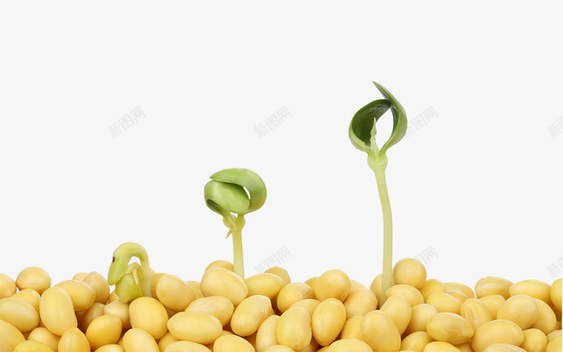 大豆和小菜苗png免抠素材_新图网 https://ixintu.com 健康饮食 关爱环境 大豆 烹饪 爱护 生命 绿色环境 菜牙 菜苗 黄豆