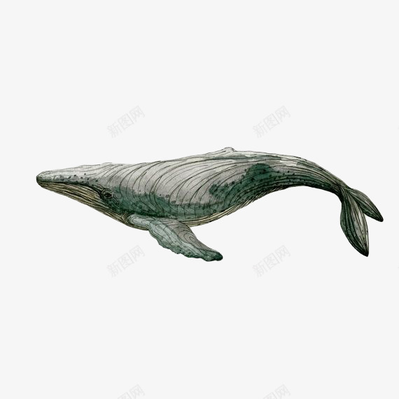 手绘一只座头鲸插图png免抠素材_新图网 https://ixintu.com 座头鲸 手绘 插图 插画 海洋 物种 生物 百科 科学