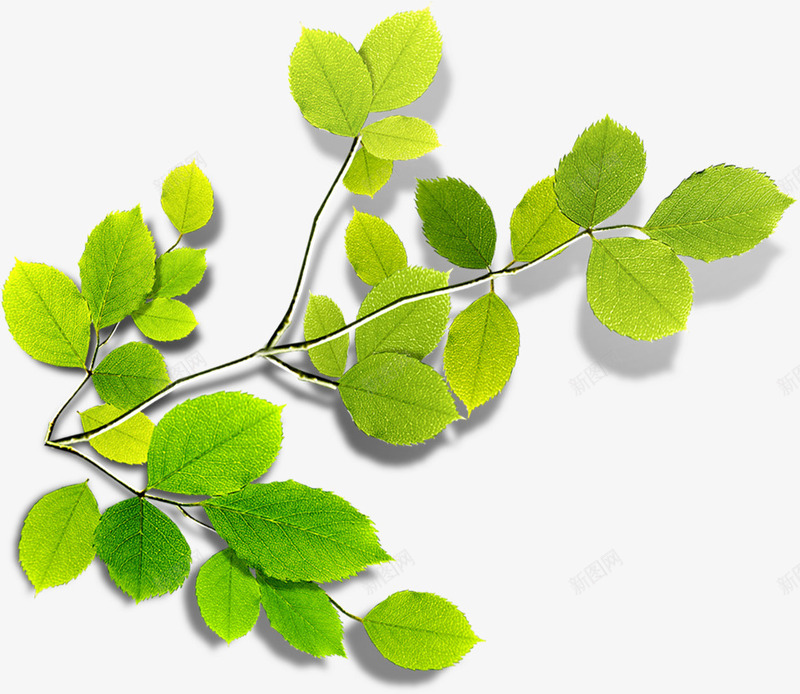 清新黄色文艺春季装饰植物png免抠素材_新图网 https://ixintu.com 文艺 春季 植物 清新 装饰 黄色