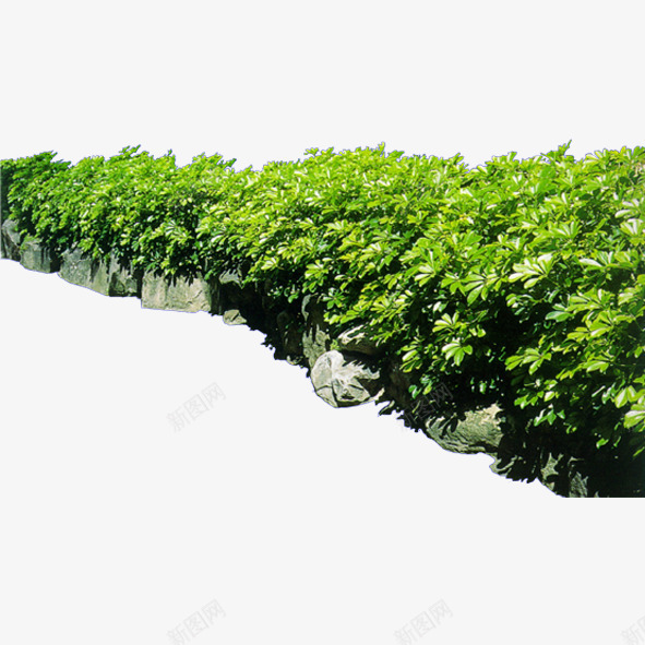园林花草png免抠素材_新图网 https://ixintu.com 建筑绿化装饰 树木 绿化 绿色植物 花丛 花卉 花束