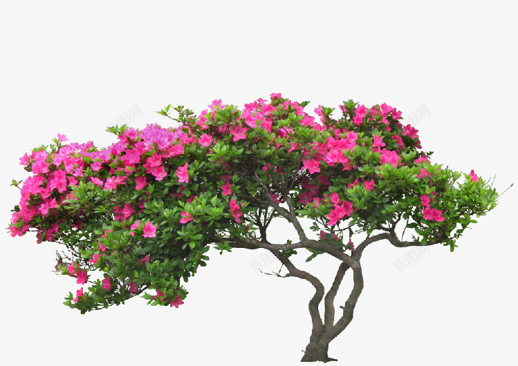 玫红色杜鹃花背景png免抠素材_新图网 https://ixintu.com 杜鹃花 树杆 玫红色 素材背景