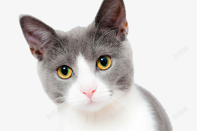 灰色萌猫png免抠素材_新图网 https://ixintu.com 可爱 可爱小猫呆萌小猫 可爱的小猫 呆萌小猫图片 咪咪 喵星人 宠物 家宠 小猫 小猫咪 幼崽 猫咪 萌宠 萌猫猫 萌萌哒