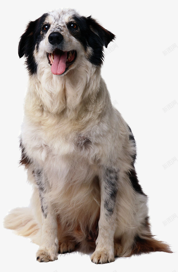 牧羊犬png免抠素材_新图网 https://ixintu.com 吐舌头的狗狗 宠物狗 边境牧羊犬 黑白色小狗