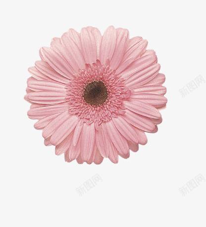 粉丝雏菊png免抠素材_新图网 https://ixintu.com daisy 小花 漂亮 花朵 雏菊