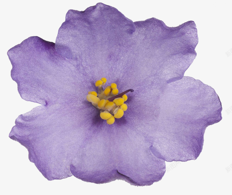 紫罗兰花特写png免抠素材_新图网 https://ixintu.com 免抠素材 实物 摄影 植物 特写 生物世界 紫罗兰 紫罗兰花 紫花 花儿 花卉 花草