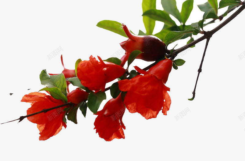 石榴树开花红艳艳png免抠素材_新图网 https://ixintu.com 开花 石榴 石榴树 石榴树平面图 石榴花 红艳艳