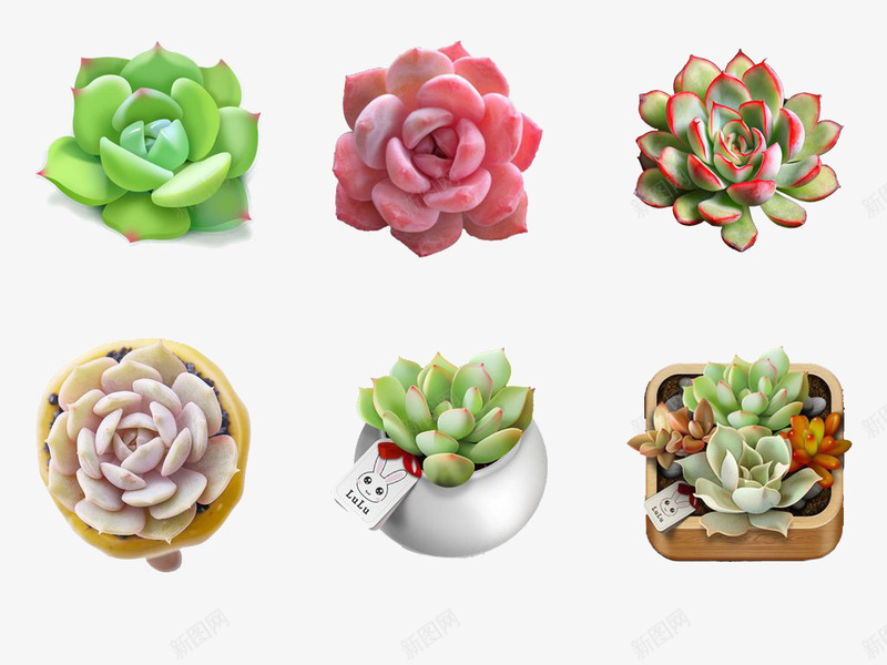 几棵多肉植物psd免抠素材_新图网 https://ixintu.com PNG 几棵植物 可爱的多肉 多肉 植物 盆栽