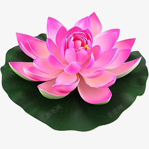 盛开着的睡莲png免抠素材_新图网 https://ixintu.com 植物 美丽 花朵 莲花