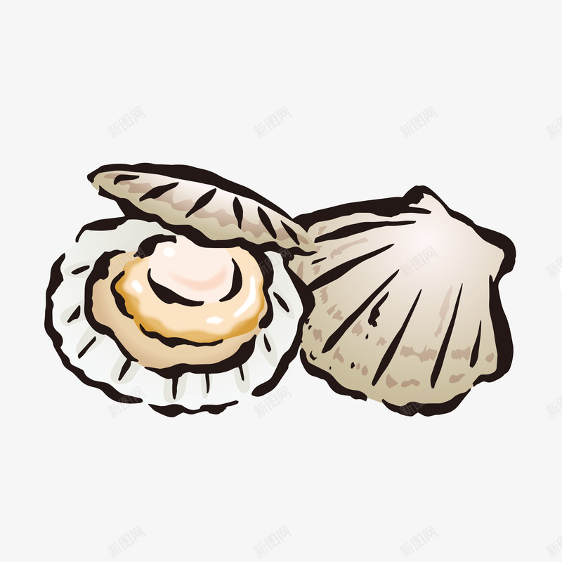 手绘简扇贝图案绘画png免抠素材_新图网 https://ixintu.com 复古 扇贝 手绘 毛笔风 水墨 水彩 海产 海鲜 简约 贝壳 贝壳文 贝壳纹