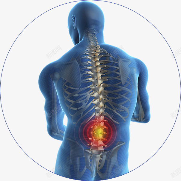 腰痛贴人体透视图png免抠素材_新图网 https://ixintu.com 人体轮廓图 人体透视图 琅琊榜敷贴 腰椎 腰椎间盘 腰痛贴 腰酸背疼 膏药贴包装 膏药贴敷 顺风堂医药 骨架