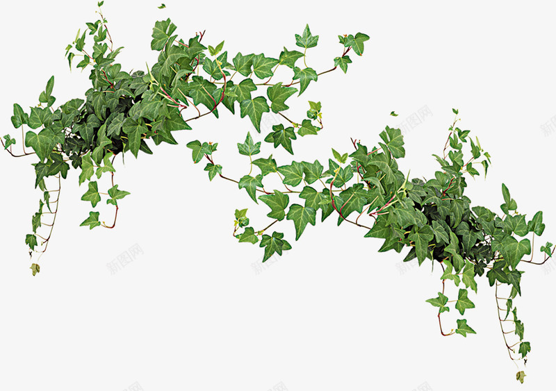 爬藤植物png免抠素材_新图网 https://ixintu.com 卡通 叶子 图案 手绘 简图 绿植 绿色 藤条