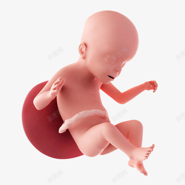 闭眼的胎儿png免抠素材_新图网 https://ixintu.com 出生 婴儿 宝宝 小娃娃 新生儿 母婴 胎儿 胚胎 脐带 诞生 闭眼 降临