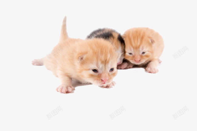 猫咪幼崽png免抠素材_新图网 https://ixintu.com 可爱 可爱小猫呆萌小猫 可爱的小猫图片 呆萌小猫图片 咪咪 喵星人 宠物 家宠 小猫 小猫咪 猫咪 萌宠 萌猫猫
