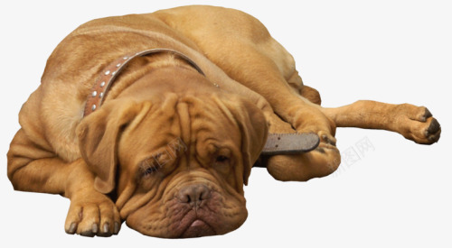趴在地上的沙皮犬png免抠素材_新图网 https://ixintu.com 名犬 斗牛犬 沙皮 沙皮犬 沙皮狗