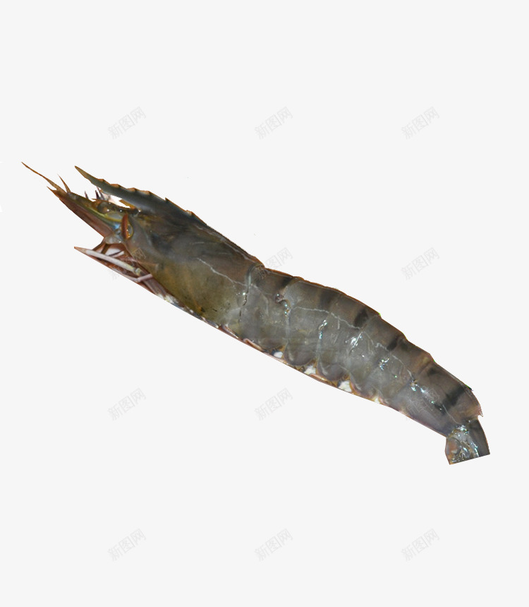 进口淡水黑虎虾png免抠素材_新图网 https://ixintu.com 淡水黑虎虾 虾类食品 高营养黑虎虾 黑虎虾