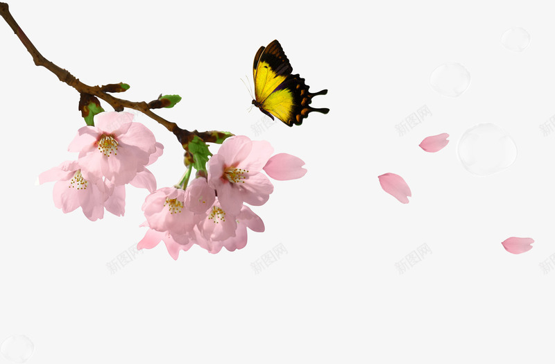 盛开桃花png免抠素材_新图网 https://ixintu.com 桃花树枝 桃花飘 粉色桃花花瓣 粉色花瓣 绿叶 蝴蝶 飘落的花瓣