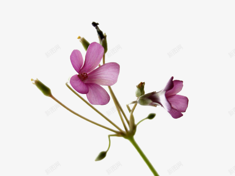 紫色花文艺范png免抠素材_新图网 https://ixintu.com 小野花 开花 清新花朵 鲜花