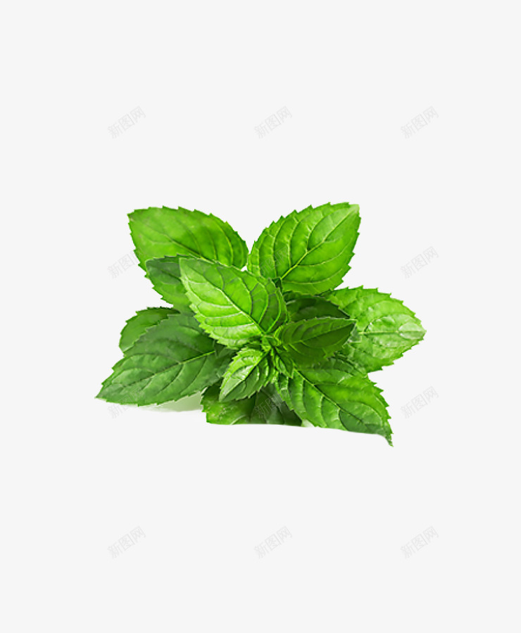 草叶花草装饰绿色png免抠素材_新图网 https://ixintu.com 图案 绿色 花草 草叶 装饰