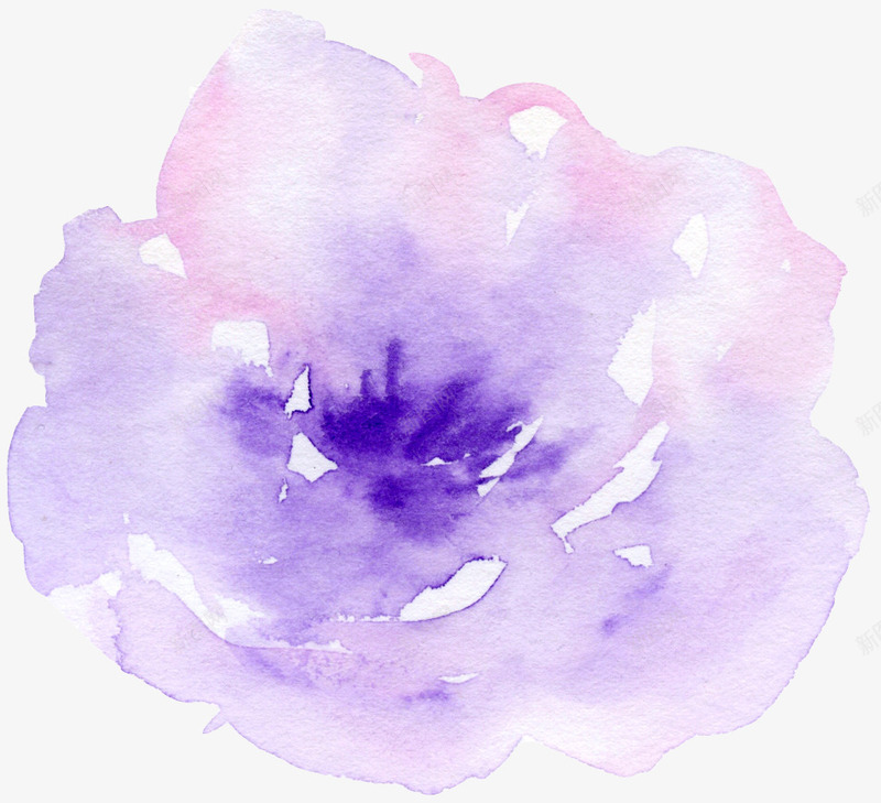 紫色水粉玫瑰花png免抠素材_新图网 https://ixintu.com 婚礼卡片设计 手绘复古花边 手绘精致花边 水墨水彩花纹 浪漫水彩花朵 花边插画元素