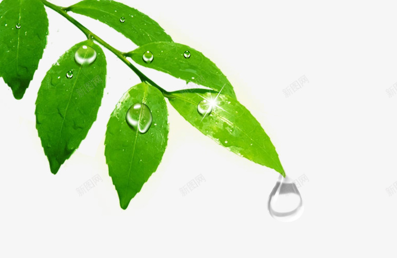 树叶png免抠素材_新图网 https://ixintu.com 树叶 水 水滴 绿叶 雨水