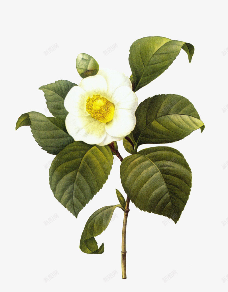 山茶果植物png免抠素材_新图网 https://ixintu.com 叶子 山茶果 山茶花 开花的山茶树 彩绘 绿色 花朵