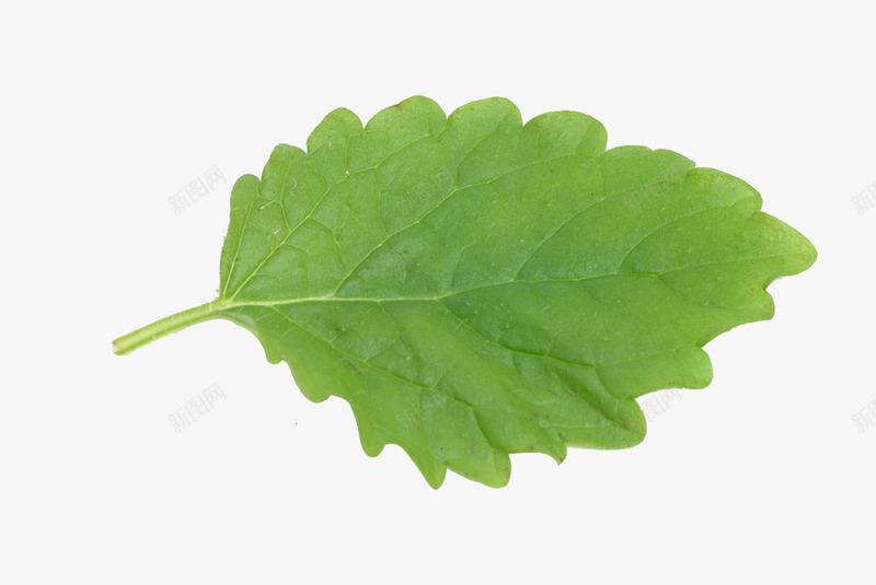 香茅叶子png免抠素材_新图网 https://ixintu.com 免抠 叶子 实物 植物 花草 草药 香茅 高清