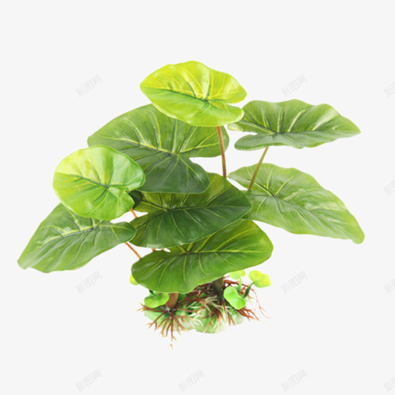 高仿真柔软阔叶水草png免抠素材_新图网 https://ixintu.com 产品实物 近劲鱼缸水族装饰品 造景景观假草塑料水草摆件 高仿真柔软阔叶水草