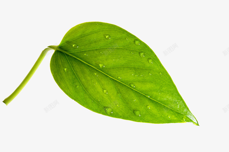 带水珠的叶子png免抠素材_新图网 https://ixintu.com 叶子水滴 带水珠的树叶 植物学 水珠 清新 自然植物 雨滴