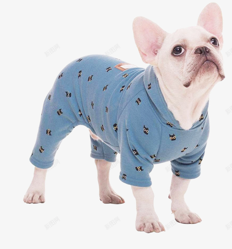 狗狗宠物斗牛犬可爱小狗小犬png免抠素材_新图网 https://ixintu.com 可爱 宠物 斗牛犬 狗狗