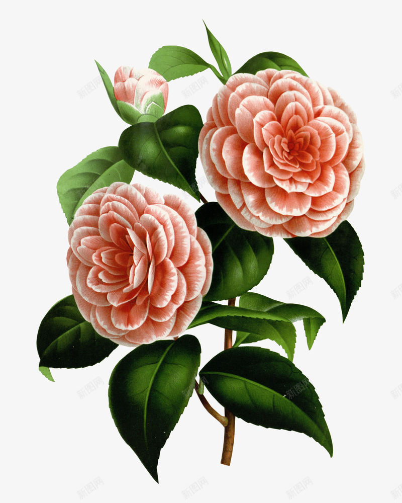 粉红色美丽花朵图案png免抠素材_新图网 https://ixintu.com 大牡丹 娇媚 清新脱俗 粉红色 美丽好看 花朵图案
