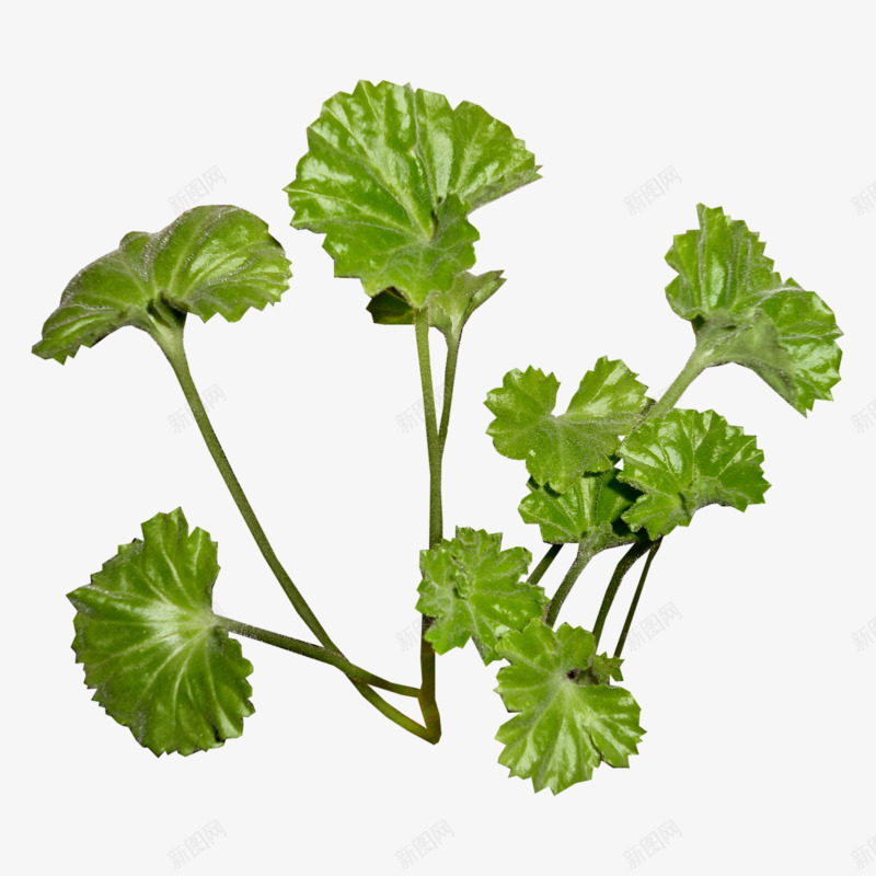 几根芹菜png免抠素材_新图网 https://ixintu.com 好看 植物 绿色 美丽