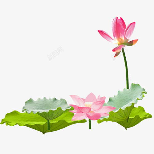 盛开荷花夏季粉红色荷叶png免抠素材_新图网 https://ixintu.com 夏季 盛开荷花 荷花荷叶满池塘 粉红色 荷叶