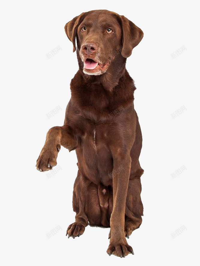 拉布拉多犬握手png免抠素材_新图网 https://ixintu.com 哺乳动物 实物 拉布拉多犬 握手 爪子 狗 猎犬 训练顺从 问候 驯服