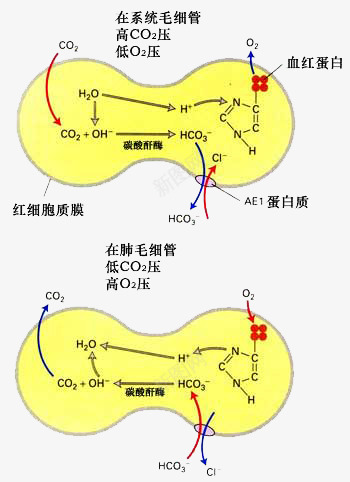 红细胞和蛋白质png免抠素材_新图网 https://ixintu.com 图例 生物 红细胞 蛋白质