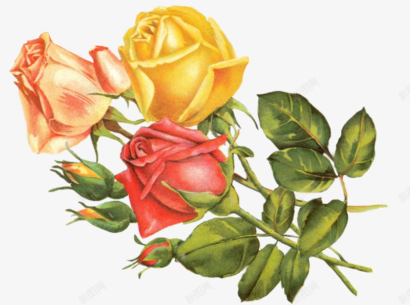 背景抽象花朵月季花玫瑰png免抠素材_新图网 https://ixintu.com 三朵玫瑰花 创意花卉图片 唯美花卉图片 手绘鲜花 手绘鲜花图片 抽象花朵 月季 花卉
