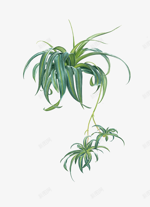 绿色吊兰叶子png免抠素材_新图网 https://ixintu.com 叶子 吊兰 绿色