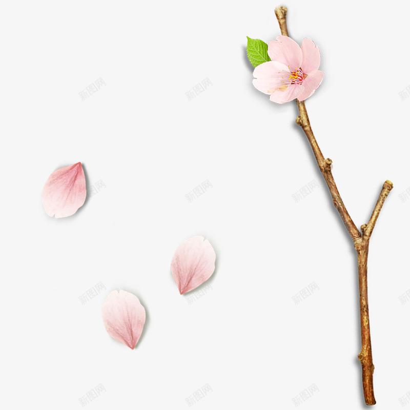 粉色的桃花花瓣png免抠素材_新图网 https://ixintu.com 桃花 粉色 花枝 花瓣