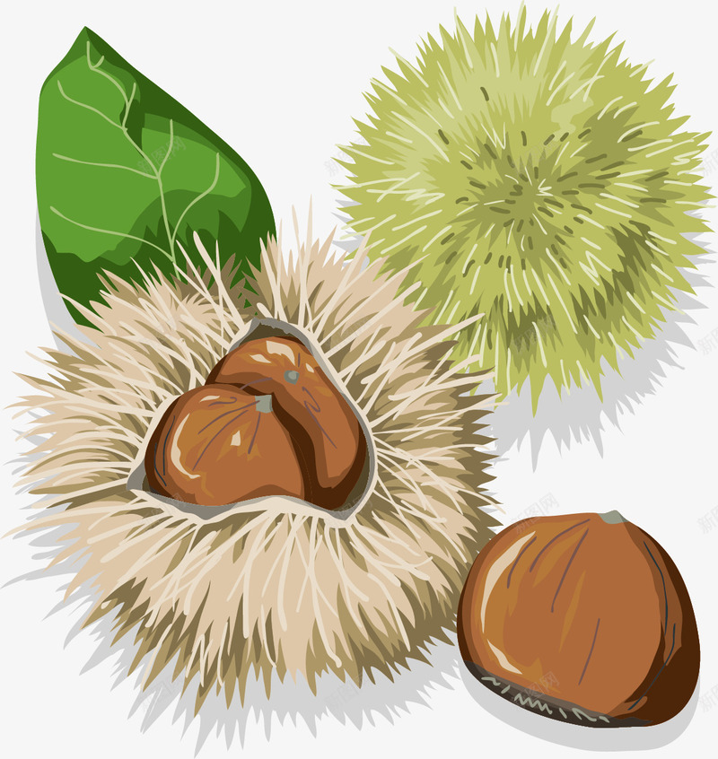 毛栗板栗png免抠素材_新图网 https://ixintu.com 坚果 手绘 板栗 板栗插画 毛栗 球果