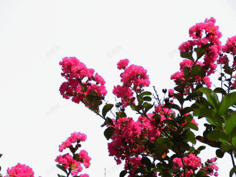 红色紫薇花png免抠素材_新图网 https://ixintu.com 紫薇 紫薇花 红色花瓣