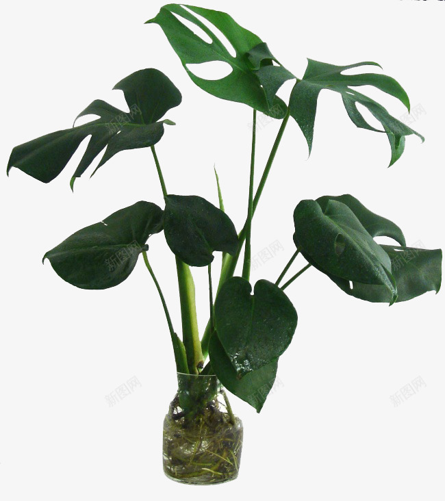 叶形奇特的植物png免抠素材_新图网 https://ixintu.com 水培 绿色 阔叶 龟背竹