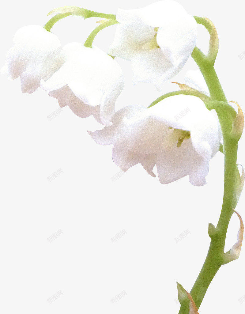 花草图案唯美花卉png免抠素材_新图网 https://ixintu.com 手绘花卉素材 花卉线描 花草图案 花草插画