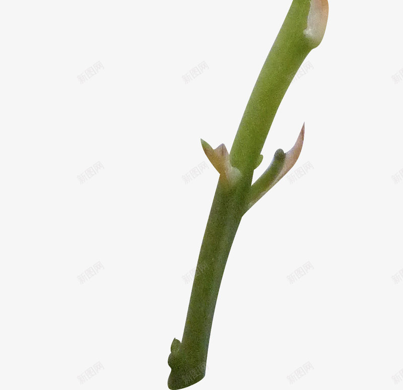 花草图案唯美花卉png免抠素材_新图网 https://ixintu.com 手绘花卉素材 花卉线描 花草图案 花草插画