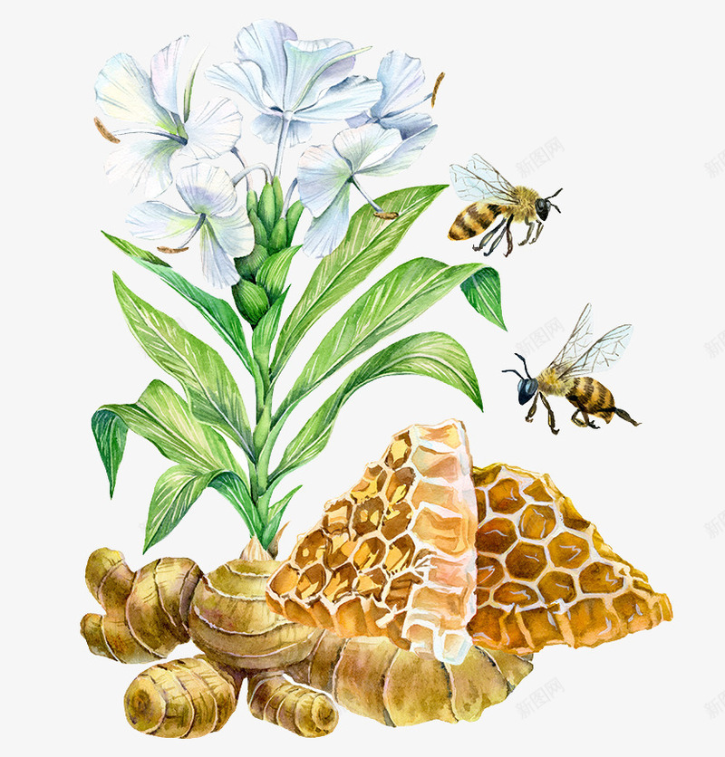 手绘生姜花卉蜜蜂蜂窝png免抠素材_新图网 https://ixintu.com 手绘生姜 花卉 蜂窝 蜜蜂 蜜蜂窝