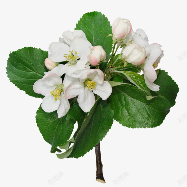 植物花草花草pspng免抠素材_新图网 https://ixintu.com 卡通装饰素材 装饰图案