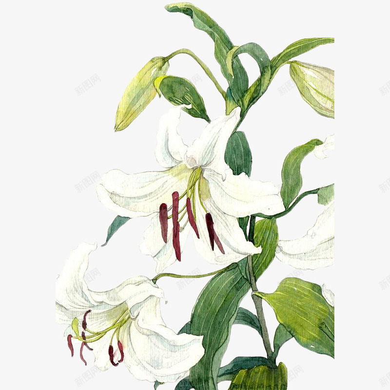手绘白色百合花png免抠素材_新图网 https://ixintu.com 手绘 插画 植物 水彩 水彩百合 爱情 白百合 百合 百合花 百合花素材图 纯洁