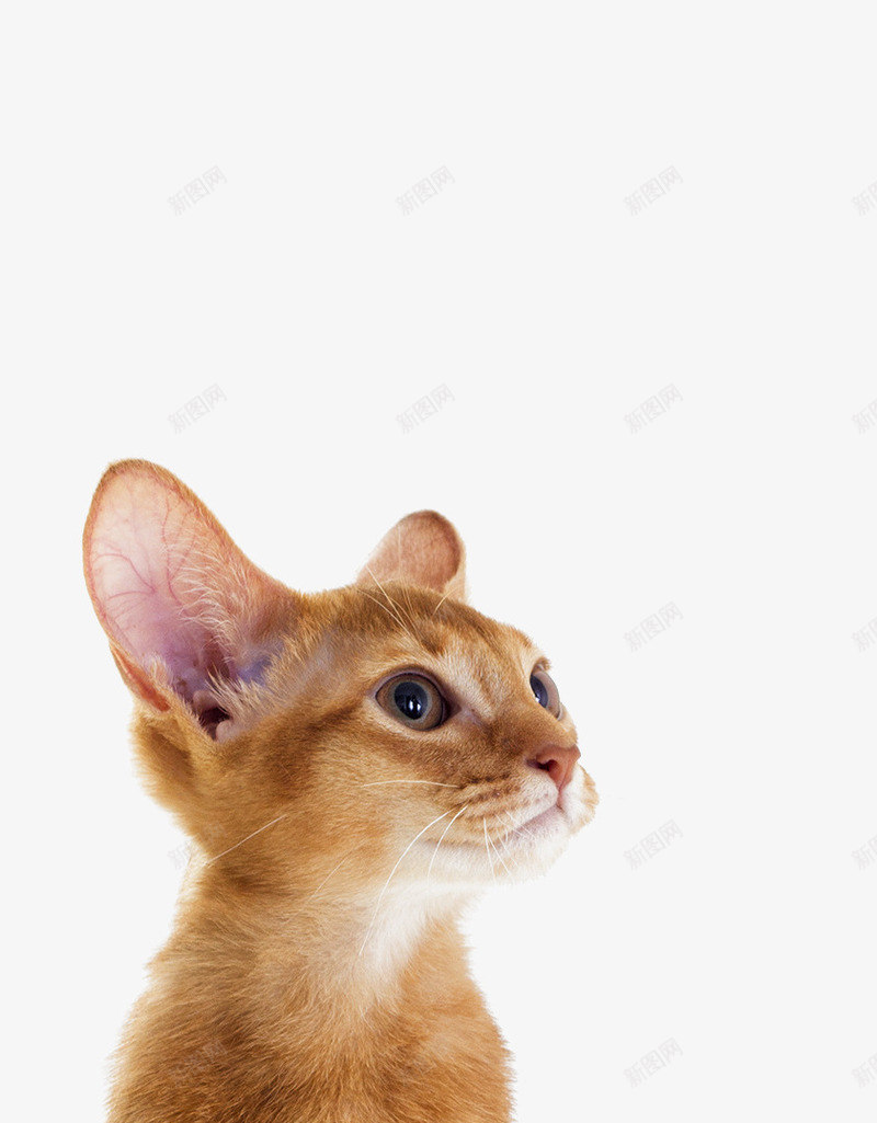 黄色可爱的小猫大图png免抠素材_新图网 https://ixintu.com 可爱的小动物 猫 猫眼 猫科动物 琥珀猫眼 黄色小奶猫 黄色猫咪 黄色的小猫