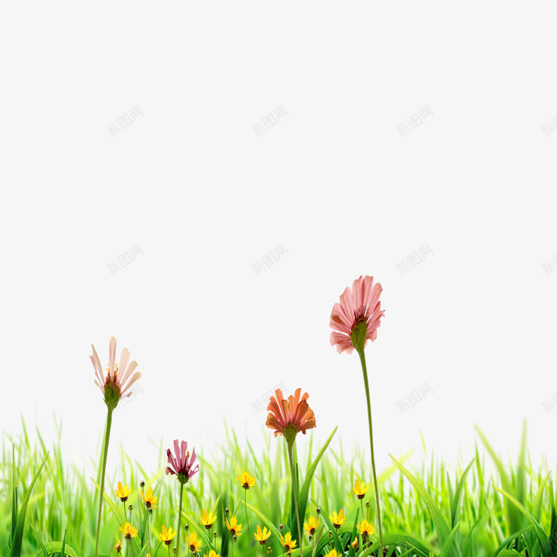 绿色清新草地花朵png免抠素材_新图网 https://ixintu.com PNG 小清新 春季 绿草 花草 鲜花