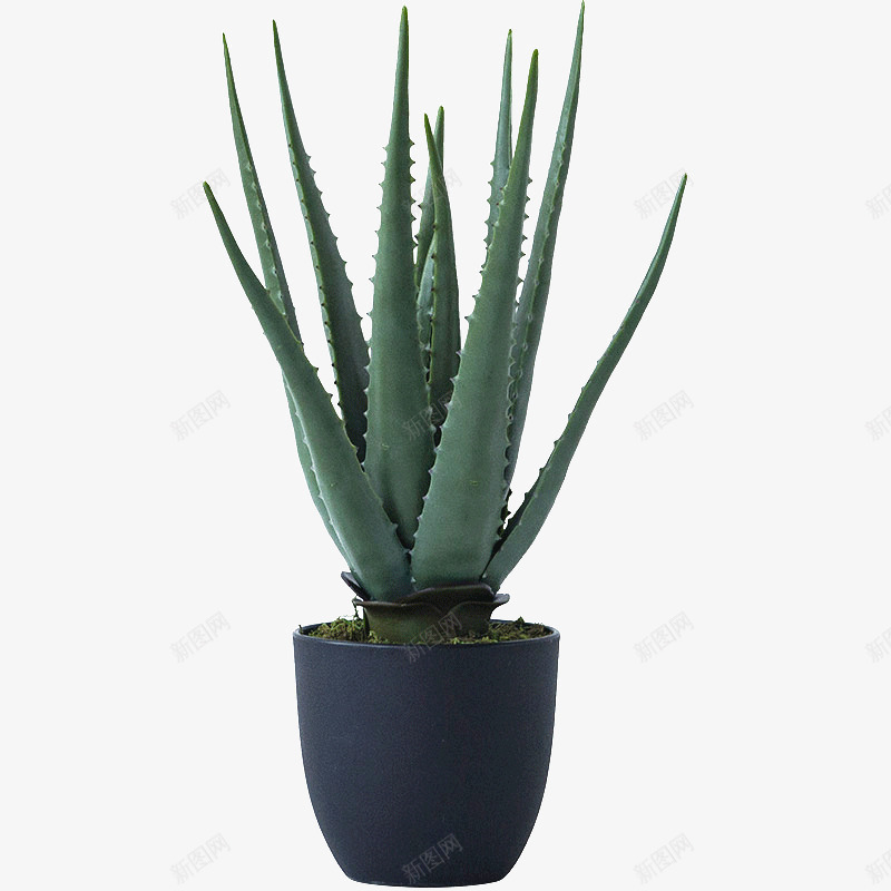 实物盆裁植物芦荟png免抠素材_新图网 https://ixintu.com 产品实物 办公室内 多肉 桌面防辐射 植物 盆栽花卉 绿植 芦荟