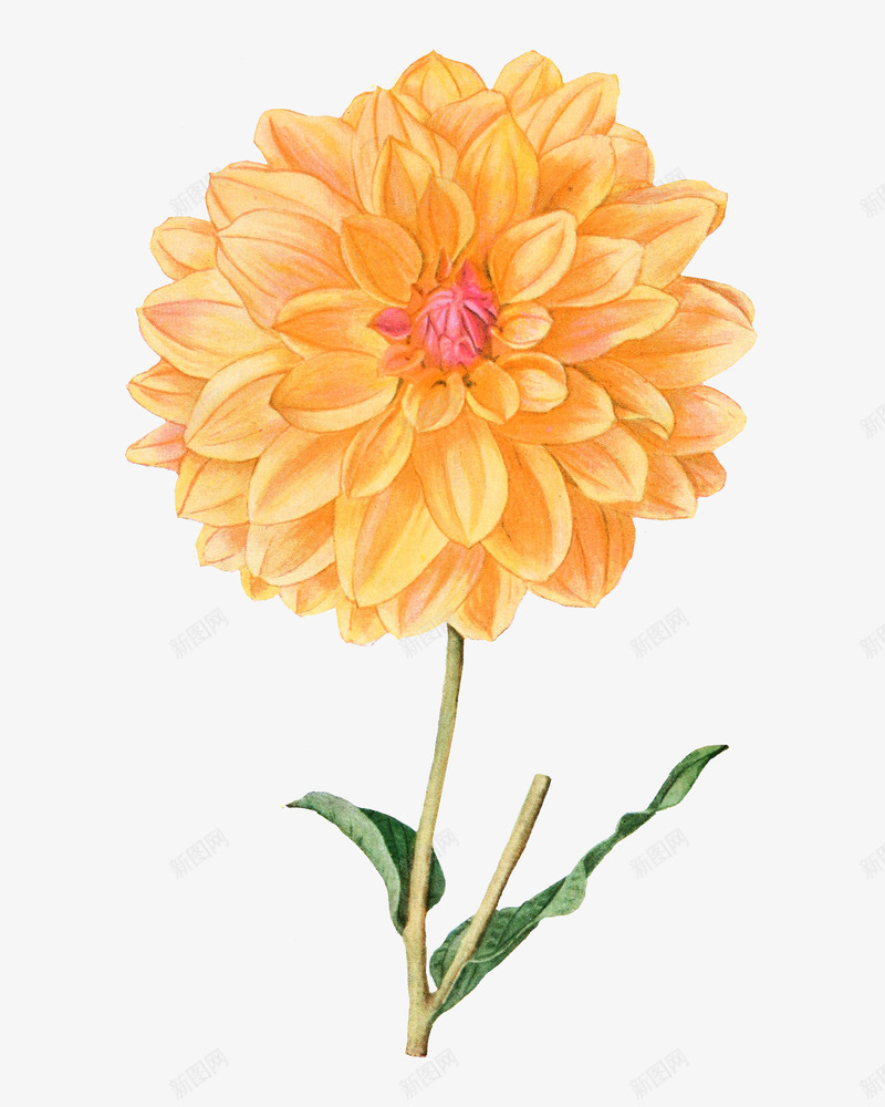 文艺清新花草海报装饰png免抠素材_新图网 https://ixintu.com 小清新花草装饰 文艺花草PPT制作 植物插画 海报设计 花草包装礼盒 花草插画 花草装饰