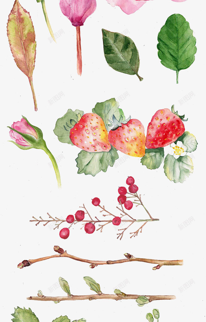 玫瑰水彩画png免抠素材_新图网 https://ixintu.com 小清新 手绘鲜花 水彩画 玫瑰 鲜花